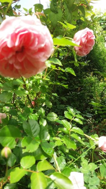 anul 2018 479 - Gradina 2018