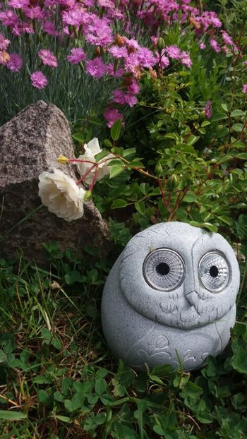 anul 2018 481 - Gradina 2018