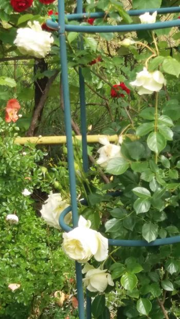 anul 2018 483 - Gradina 2018