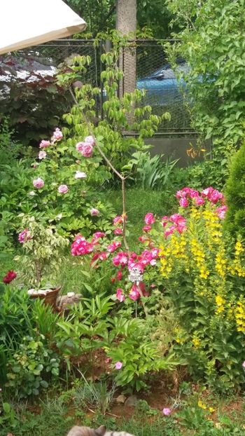 anul 2018 485 - Gradina 2018