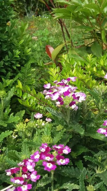 anul 2018 487 - Gradina 2018