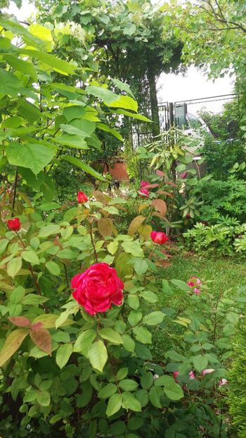 anul 2018 490 - Gradina 2018