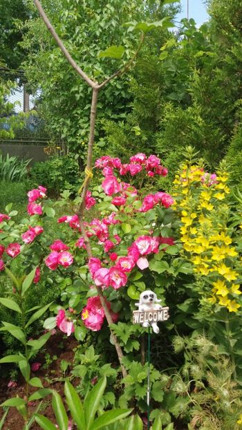 anul 2018 491 - Gradina 2018