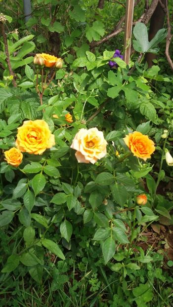 anul 2018 492 - Gradina 2018