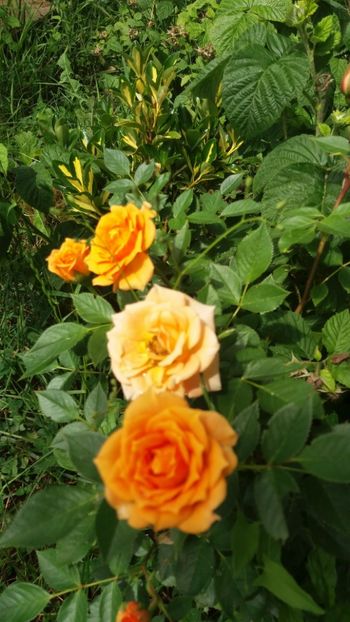 anul 2018 493 - Gradina 2018