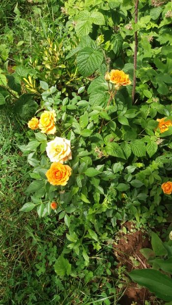 anul 2018 494 - Gradina 2018