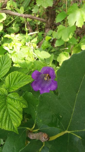 anul 2018 495 - Gradina 2018