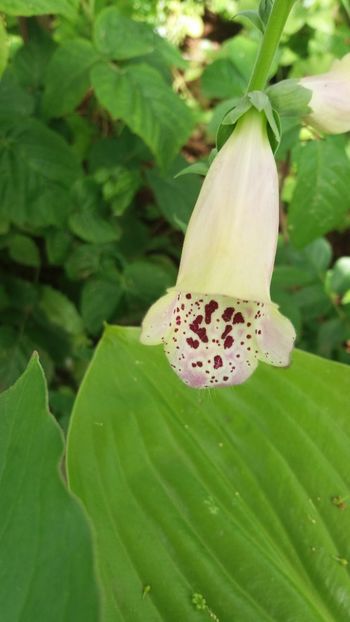 anul 2018 496 - Gradina 2018