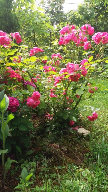 anul 2018 498 - Gradina 2018