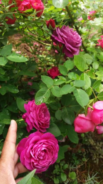 anul 2018 499 - Gradina 2018