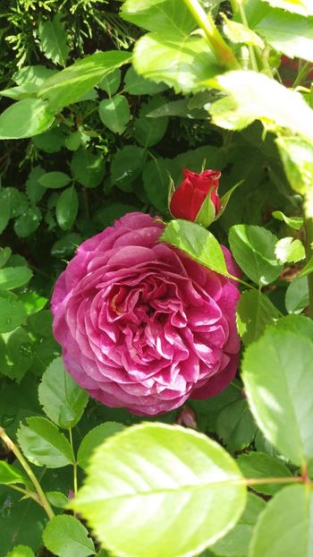 anul 2018 500 - Gradina 2018