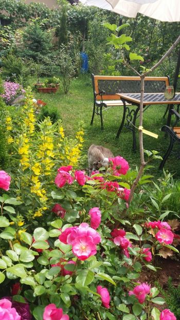 anul 2018 501 - Gradina 2018