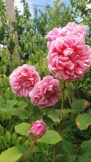 anul 2018 504 - Gradina 2018