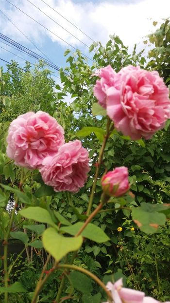 anul 2018 505 - Gradina 2018