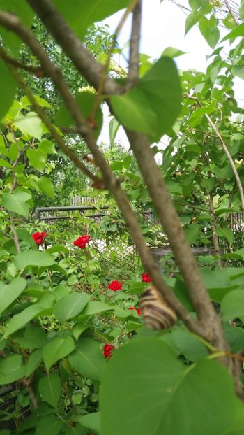 anul 2018 506 - Gradina 2018