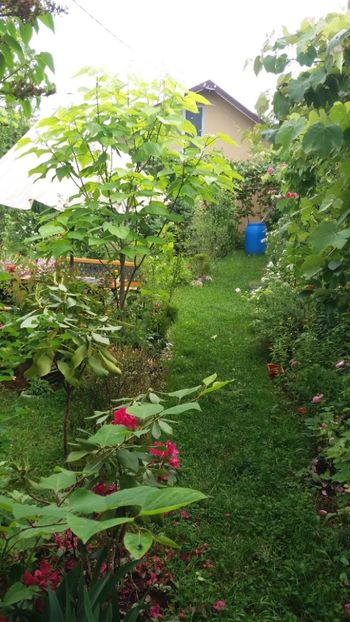 anul 2018 510 - Gradina 2018