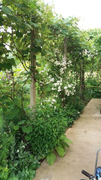 anul 2018 534 - Gradina 2018