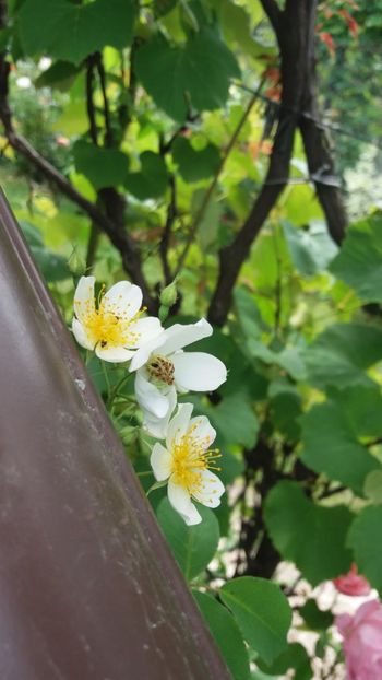 anul 2018 540 - Gradina 2018