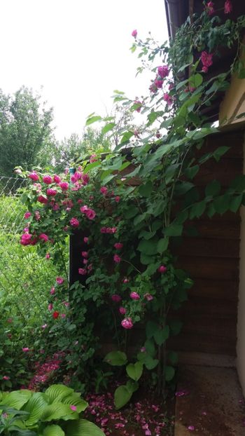 anul 2018 548 - Gradina 2018
