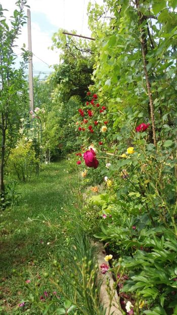 anul 2018 560 - Gradina 2018