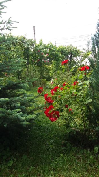 anul 2018 561 - Gradina 2018