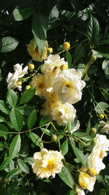 anul 2018 581 - Gradina 2018