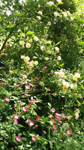 anul 2018 586 - Gradina 2018