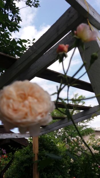 anul 2018 606 - Gradina 2018