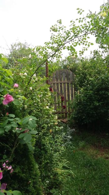 anul 2018 619 - Gradina 2018