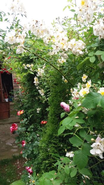 anul 2018 623 - Gradina 2018