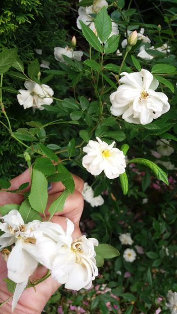 anul 2018 625 - Gradina 2018