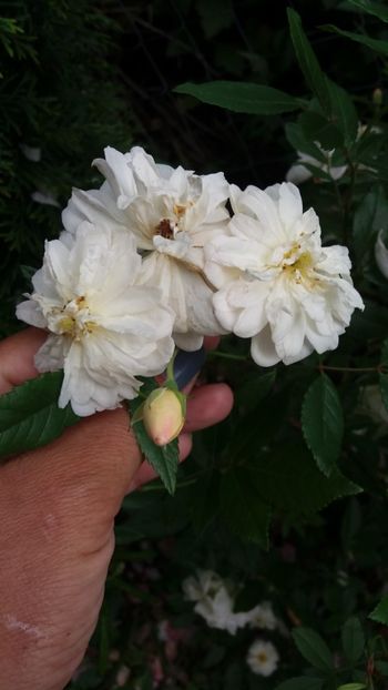 anul 2018 626 - Gradina 2018