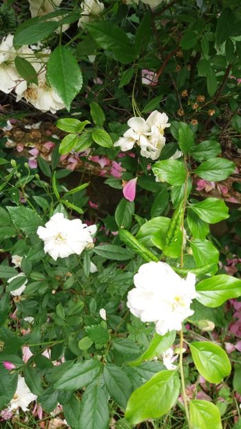 anul 2018 627 - Gradina 2018