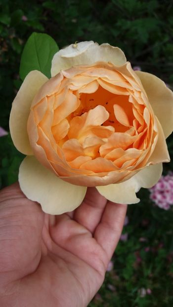 anul 2018 628 - Gradina 2018