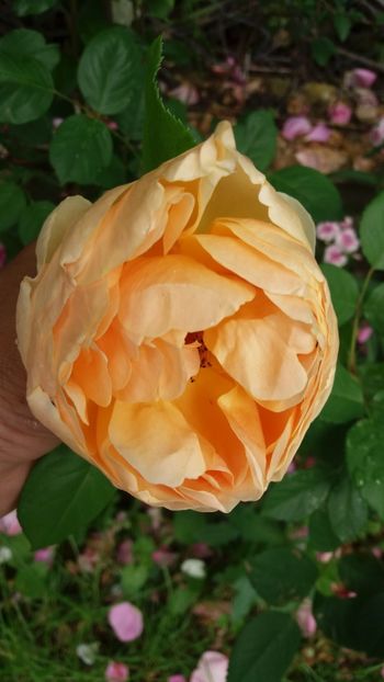 anul 2018 630 - Gradina 2018