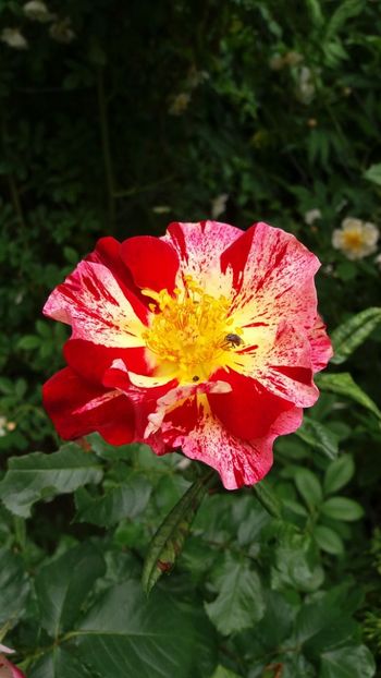 anul 2018 632 - Gradina 2018