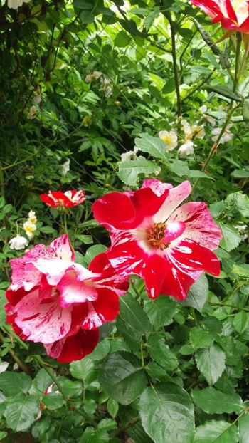 anul 2018 633 - Gradina 2018