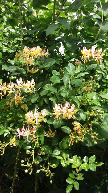 anul 2018 639 - Gradina 2018