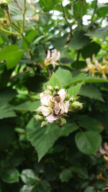 anul 2018 640 - Gradina 2018