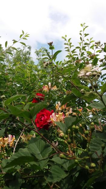 anul 2018 642 - Gradina 2018