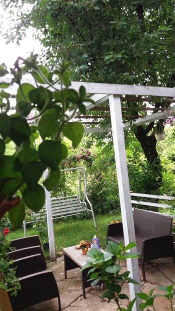 anul 2018 644 - Gradina 2018