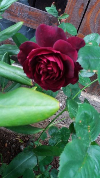 anul 2018 648 - Gradina 2018