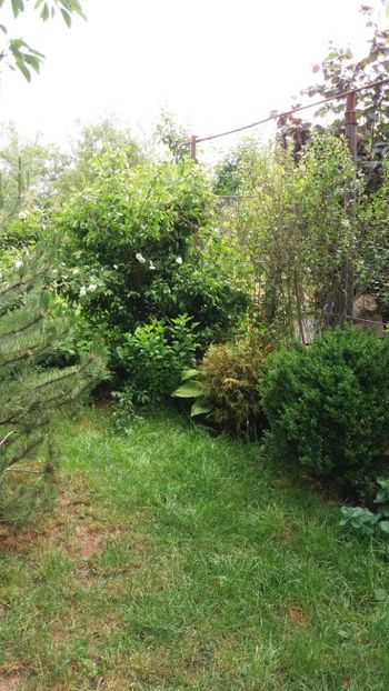 anul 2018 650 - Gradina 2018