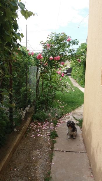 anul 2018 652 - Gradina 2018