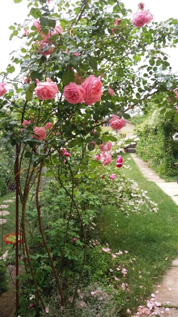 anul 2018 653 - Gradina 2018