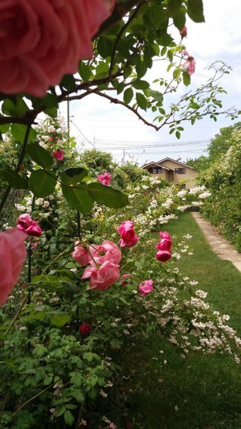 anul 2018 654 - Gradina 2018