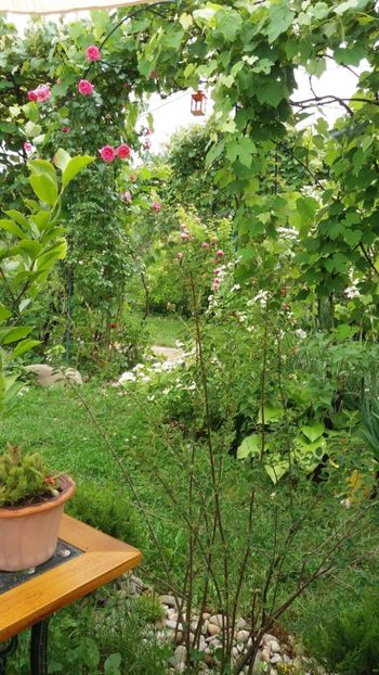 anul 2018 656 - Gradina 2018