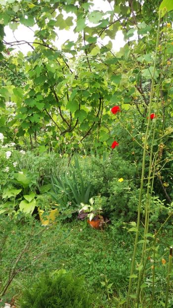 anul 2018 657 - Gradina 2018