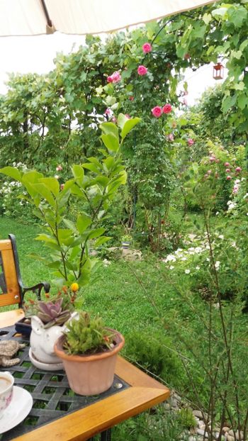 anul 2018 658 - Gradina 2018