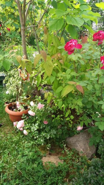 anul 2018 810 - Gradina 2018